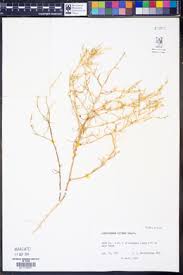 Attēlu rezultāti vaicājumam “Corispermum hyssopifolium fruit”