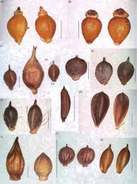 Attēlu rezultāti vaicājumam “Eleocharis uniglumis flower”