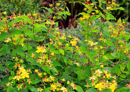 Image result for Johanniskraut