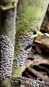 Attēlu rezultāti vaicājumam “Physarum compressum sessile”