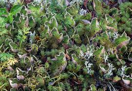 Attēlu rezultāti vaicājumam “Peltigera aphthosa”