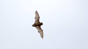 Attēlu rezultāti vaicājumam “Nyctalus noctula”