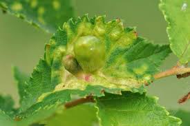 Attēlu rezultāti vaicājumam “Tetraneura ulmi”