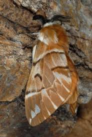 Attēlu rezultāti vaicājumam “Endromis versicolora”