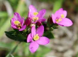Attēlu rezultāti vaicājumam “Centaurium littorale flower”