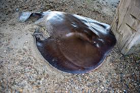 Image result for Tetronarce nobiliana