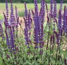 Image result for Salvia nemorosa