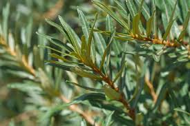 Attēlu rezultāti vaicājumam “Hippophae rhamnoides”