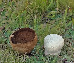 Attēlu rezultāti vaicājumam “Calvatia utriformis”