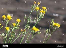 Attēlu rezultāti vaicājumam “Hieracium umbellatum flower”