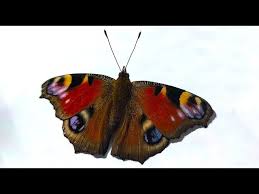 Attēlu rezultāti vaicājumam “Inachis io underside”