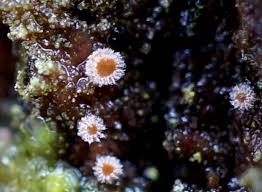 Attēlu rezultāti vaicājumam “Lachnum corticale”