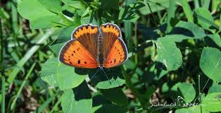 Attēlu rezultāti vaicājumam “Lycaena dispar underside”