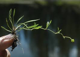 Attēlu rezultāti vaicājumam “Ranunculus flammula fruit”