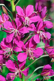 Attēlu rezultāti vaicājumam “Epilobium angustifolium flower”