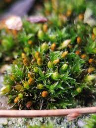 Attēlu rezultāti vaicājumam “Orthotrichum diaphanum”