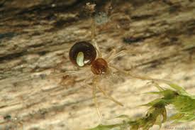 Attēlu rezultāti vaicājumam “Neottiura bimaculata”