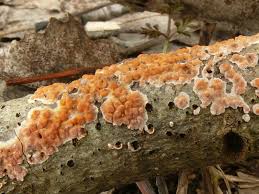 Attēlu rezultāti vaicājumam “Corticium roseum”