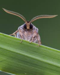 Attēlu rezultāti vaicājumam “Tholera decimalis female”