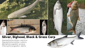 Image result for Mylopharyngodon piceus