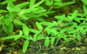 Attēlu rezultāti vaicājumam “Elatinaceae”