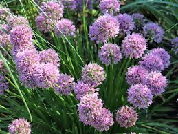 Image result for Zierlauch