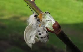 Attēlu rezultāti vaicājumam “Diaphora mendica female”