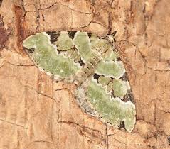 Attēlu rezultāti vaicājumam “Colostygia pectinataria female”