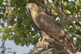 Attēlu rezultāti vaicājumam “Pernis apivorus”