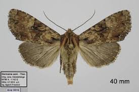 Attēlu rezultāti vaicājumam “Apamea epomidion”