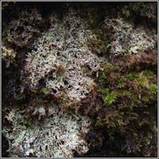 Attēlu rezultāti vaicājumam “Megalaria grossa”