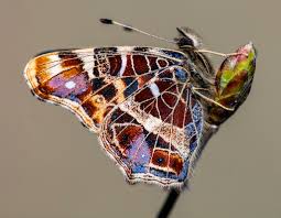 Attēlu rezultāti vaicājumam “Araschnia levana”