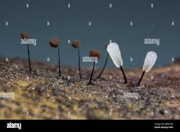 Attēlu rezultāti vaicājumam “Comatricha alta stalked”