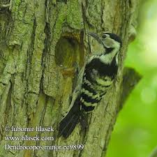 Attēlu rezultāti vaicājumam “Dendrocopos minor male”