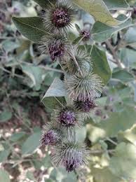 Attēlu rezultāti vaicājumam “Arctium lappa leaf”