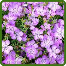 Attēlu rezultāti vaicājumam “Dianthus arenarius bud”