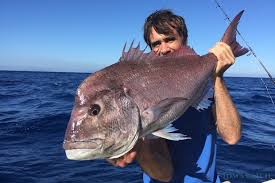 Image result for Dentex dentex