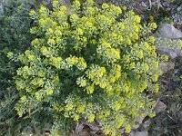 Image result for Alyssum diffusum