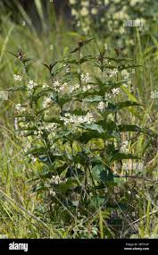 Attēlu rezultāti vaicājumam “Vincetoxicum hirundinaria leaf”
