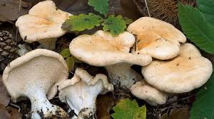 Attēlu rezultāti vaicājumam “Hydnum repandum”