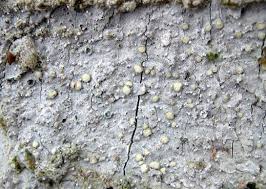 Attēlu rezultāti vaicājumam “Lecanactis abietina”