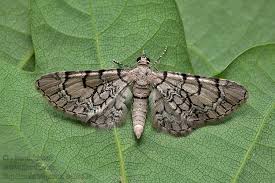 Attēlu rezultāti vaicājumam “Eupithecia venosata”