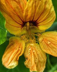 Attēlu rezultāti vaicājumam “Tropaeolaceae”