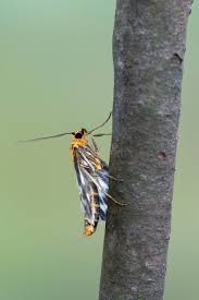 Attēlu rezultāti vaicājumam “Anania hortulata”
