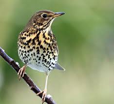 Attēlu rezultāti vaicājumam “Turdus philomelos”