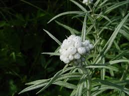 Attēlu rezultāti vaicājumam “Anaphalis margaritacea leaf”