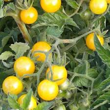 Afbeeldingsresultaat voor broad ripple yellow currant tomato