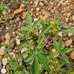 Attēlu rezultāti vaicājumam “Bidens tripartita fruit”