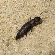 Billedresultat for rovbille