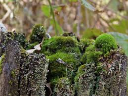 Attēlu rezultāti vaicājumam “Pleurocarpous mosses”